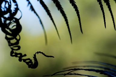 Edwin Ng;Fern Snake;Taken at the Fernglen Gardens, Birkenhead, North Shore