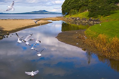 Angela Luo; Mairangi Bay overview of Rangitoto