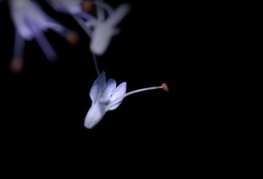 Taken at the Fernglen Gardens, Birkenhead, North Shore