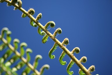 Nayden Koon; Curls; Manukau Botannical Gardens