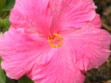 Susan Taylor; Bad hair day; Taken in my garden in Manurewa