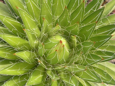 Susan Taylor; Untitled; Taken at the Botannical Gardens in Manurewa