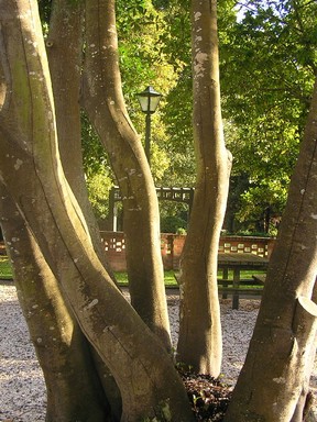 Susan Taylor; A different view; Taken at Nathan Homestead in Manurewa