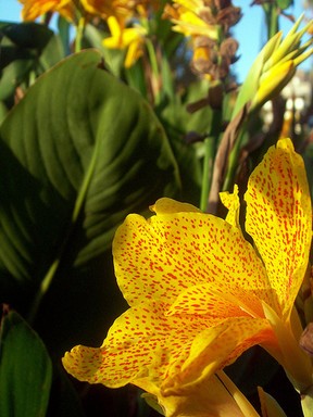 Haani Badeeu; Shine on me!!!; When the sun rises early in the morning all these flowers sings together to shine on them...This photo was taken in Albert Park,Auckland City