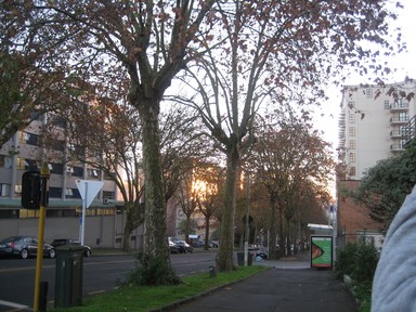 Mary Parrish; My Auckland; How I see Auckland on my early morning city walks