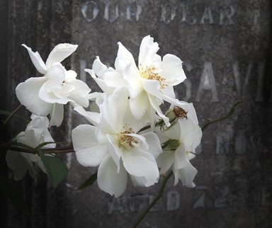 Sandrina Huish; Grafton Cemetery in May; A quiet walk in NZ history peace & tranquility