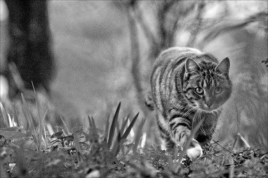 Vivian Guan; My cat; Canon30d+70 200mm/f2.8 f2.8 Av