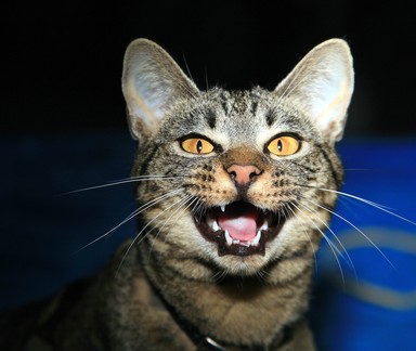 Graeme Reeves; Taz the Fearsome Occicat; Watch out Prey, I'm on My Way