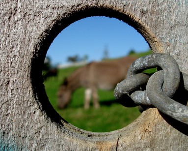 Martin Horspool; donkey chain; Taken on coastal walk in Te Atatu this morning