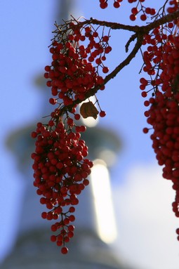 Wagner Silveira; Red, White and Blue; Taken on Aotea Square, the red berries in contrast with the blue sky and the white clouds were the inspiration for the name of this piece.