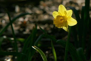 Wagner Silveira; The first daffodil; One of first daffodils to bloom at Aotea Square announcing that spring is not far away.