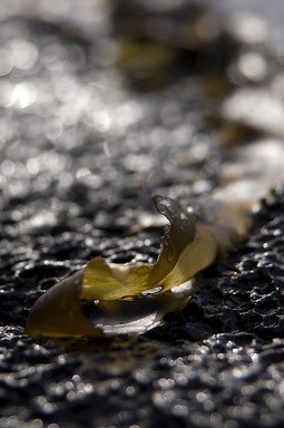 Sotheany Ream; Seaweed; This seaweed was found stranded at Takapuna Beach ;))