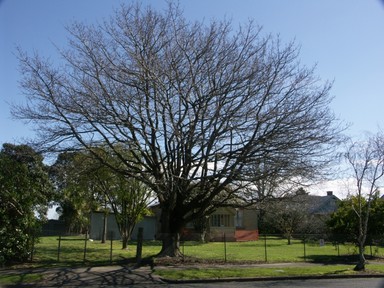 Zelda Wynn; Heritage Tree; This tree guard the driveway of a Heritage house that the owners wish to demolish.