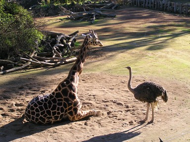 Ray Tomes; What's Your Name?; At Auckland Zoo