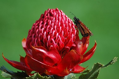 Doug Humby; Simply Red; Auckland Botanical Gardens on a clear day