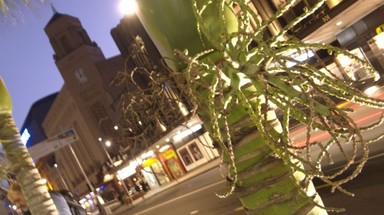  Beautiful nikau palms now line the main drag in Queen St