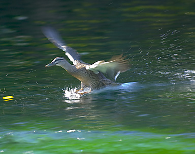 John Ling; Rush to Xmas; Happy birds in Western Spring looking forward 4 Xmas holiday  get more breads!