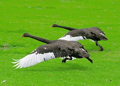 John Ling; Rush to Xmas 3; Happy birds in Western Spring looking forward 4 Xmas holiday  get more breads