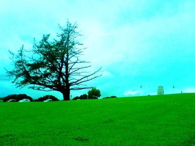 Haani Badeeu; A broken branch rests upon the earth Fallen from a sturdy tree Towering above me The power of the wind Swayed it back and forth And so it broke away From the trunk of its design Where leaves have grown and fallen From the bough of countless seasons *Took this shot on my way on a field trip to the museum.