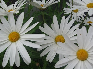 Stanhope Road School Students; Daisies; Taken in school grounds