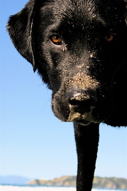 Amanda Odlin; Oscar; Onetangi Beach, Waiheke