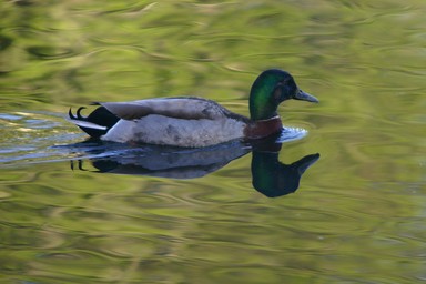 Andrew Fergus; Early morning swim; Taken at Manurewa Gardens as the sun was coming up.