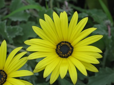 Stanhope Road School Students; Yellow petals; Taken in school grounds