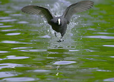  Happy birds in Western Spring looking forward 4 Xmas holiday--get more breads!