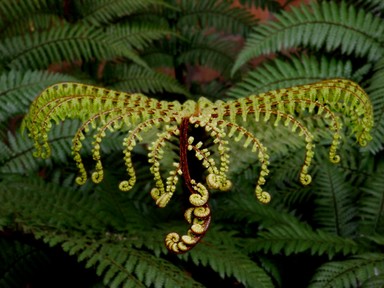 Michael Bajko; Nga Koru; Wheke tree fern at Unitec Performing Arts Campus, Pt Chevalier