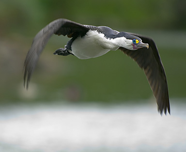 John Ling; shag in WesternSpring; Shags in WesternSpring busy building nets for the season_great for photos