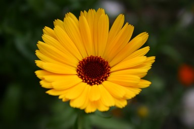 Toni Tanner; Floating Flower; Another flower in Margets wonderful garden!