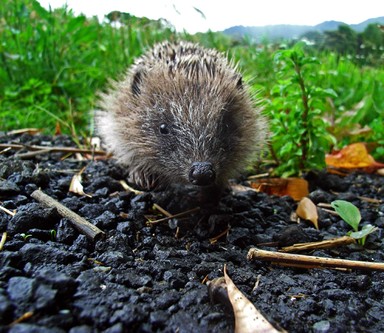 Michael Bajko; HedgeHog #1; On the Free Range, Parker Road Oratia