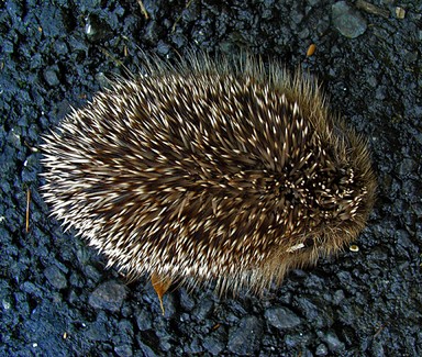 michael bajko; HedgeHog #2; On the Free Range, Parker Road Oratia