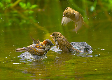 John Ling; Hot summer bath in Auckland Domain