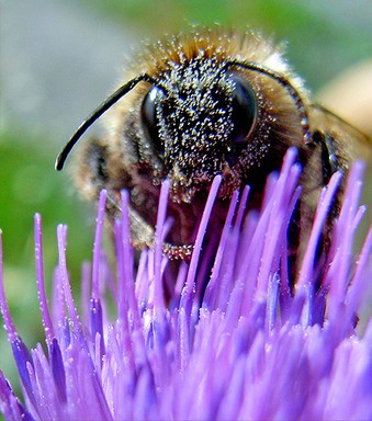  Mr Bumble on a thistle flower, Parker Road, Oratia.