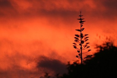 Suzette; Firy Sunset; Taken from our deck in Cockle Bay