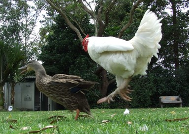 Colin Meaden; Chicken vs Duck; Looked like to chicken won this round