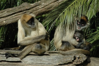 Doug Humby; Love is....A happy family; Proud parents protecting their young