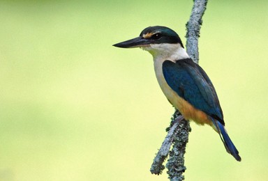 Steve Harper; Kotare, NZ Kingfisher