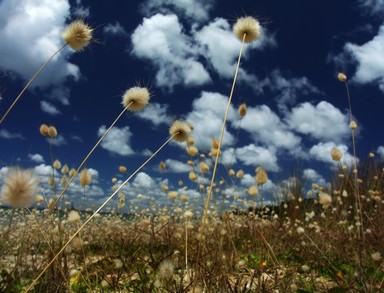 Samantha Hobson; Fluffies; taken at Awhitu Regional Park