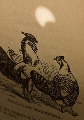  An old recipe book being consulted for upcoming festivities is used to show a pin hole projection of the New Year Eclipse