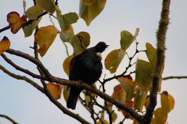 Viv Taylor; Manurewa Botanical Gardens