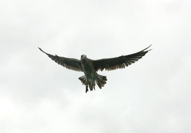 Toni Tanner; Eagle Eye