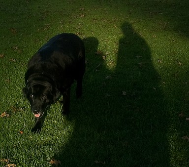 Michael Bajko; Autumn afternoon in the park; Pars Park, Glen Eden, Waitakere