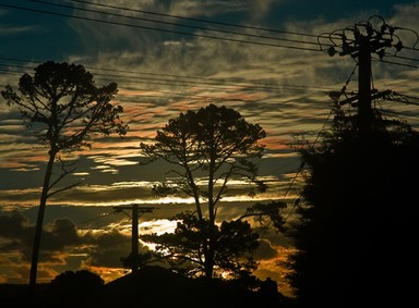 Michael Bajko; Trees of a kind against the sunset; Waiting for fish & chips on Glengary Road, Glen Eden, Waitakere!