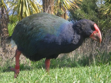 Peter Brooks; Beautiful Plumge; Taken at Tiritiri