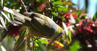 Steve Molloy; Waxeye; Takeninspring