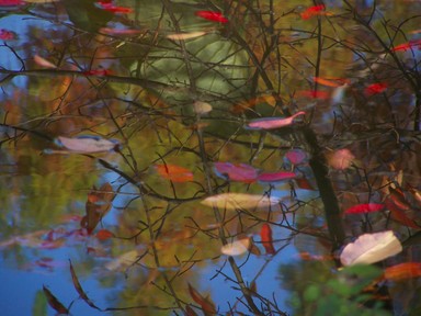 Kathy Sorenson; Autumn Day Reflections; Auckland winery