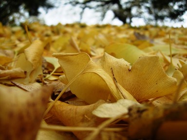 Anna Harding; Autumn; Taken at Albert Park