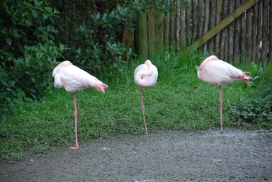 Paras Kumar; on our foot; taken by me in Auckland zoo